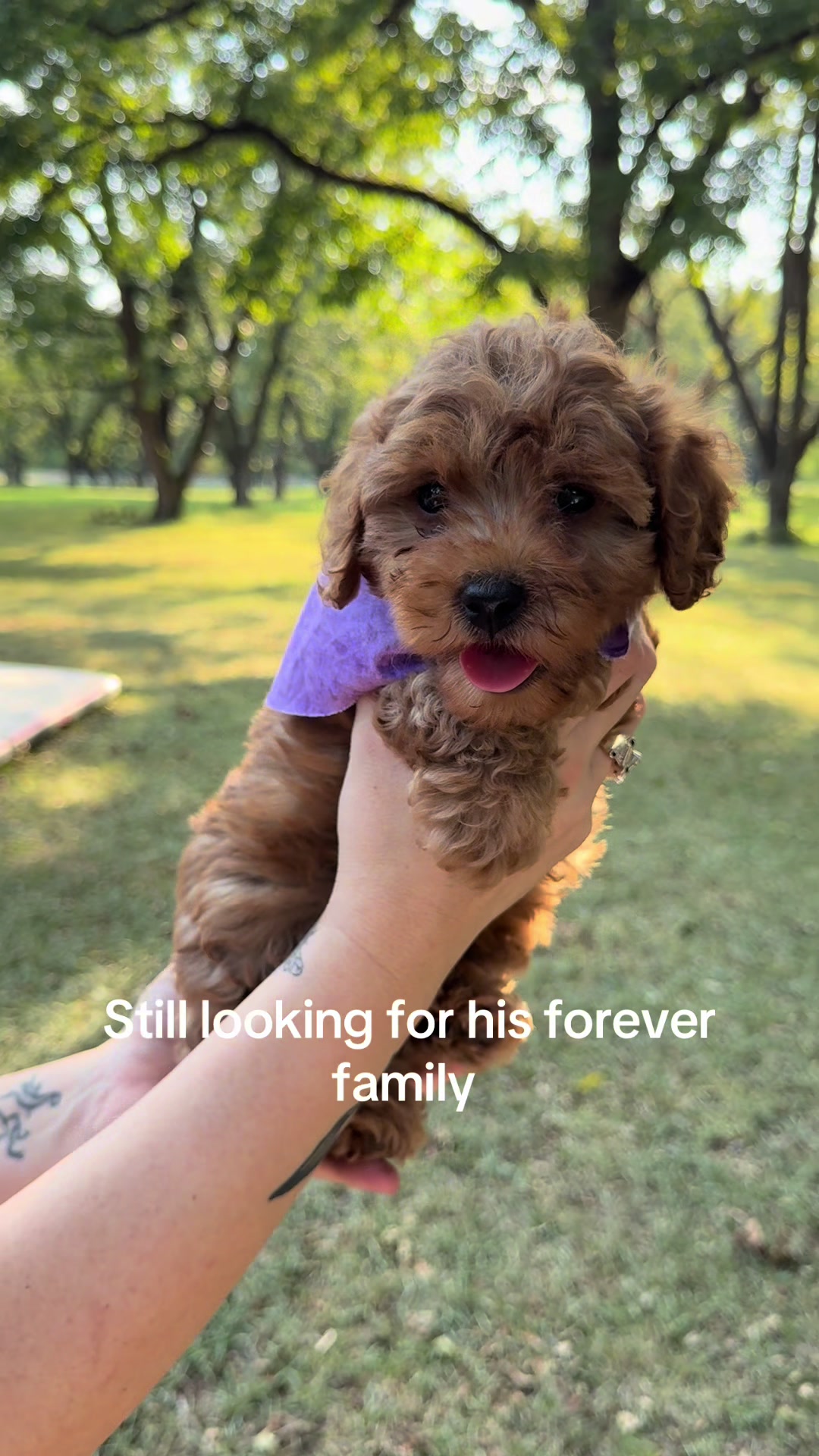 @atlantadoodlesandpoodles