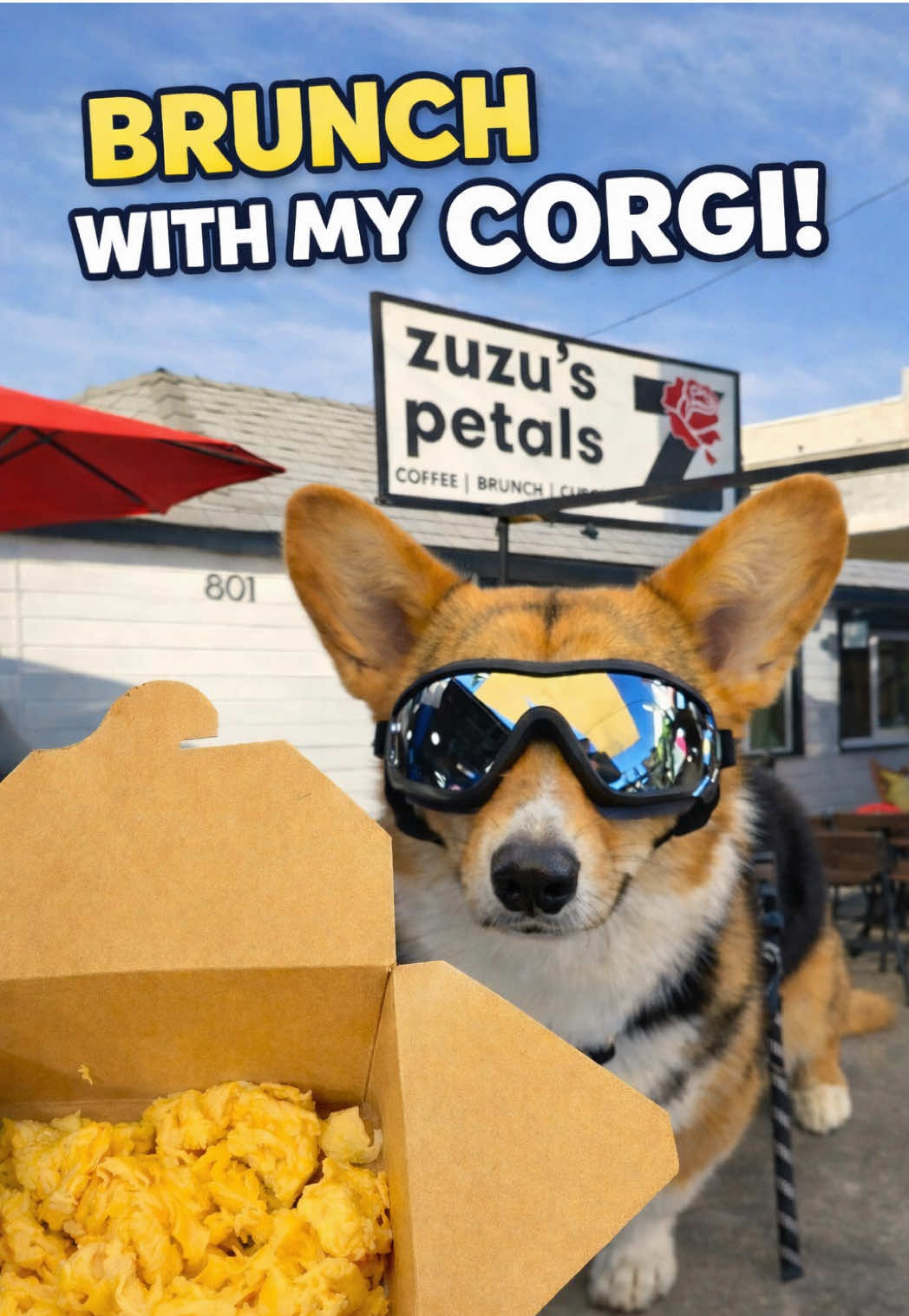 @hasbithecorgi