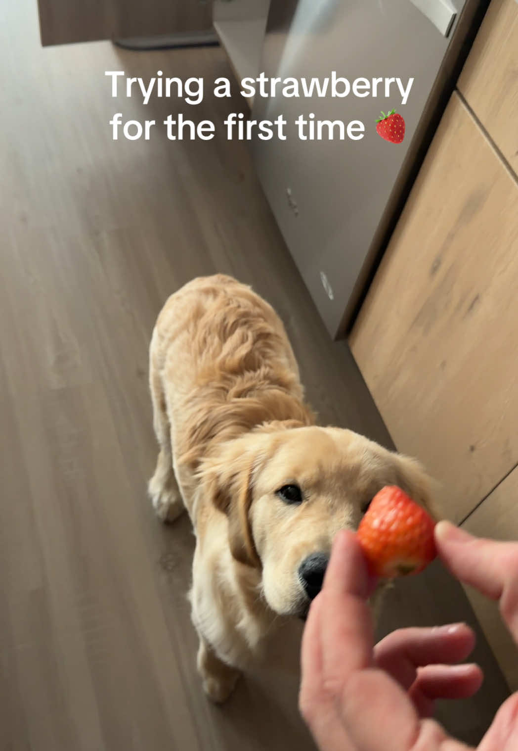 @Luca the Golden