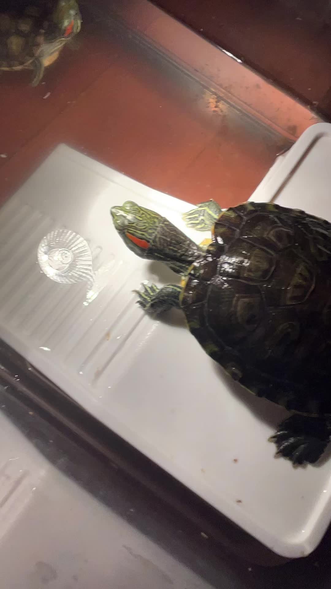 @Larry and Mary turtles