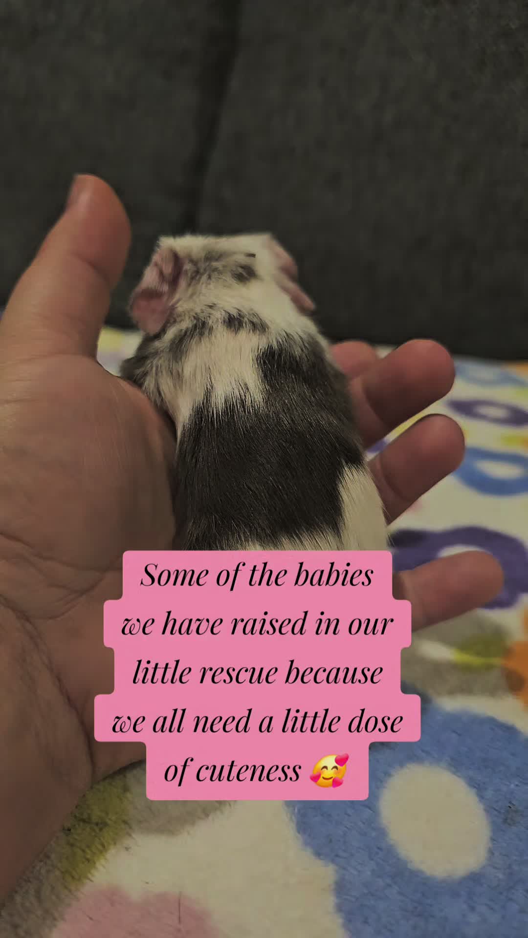 @♡GuineaPiggy♡