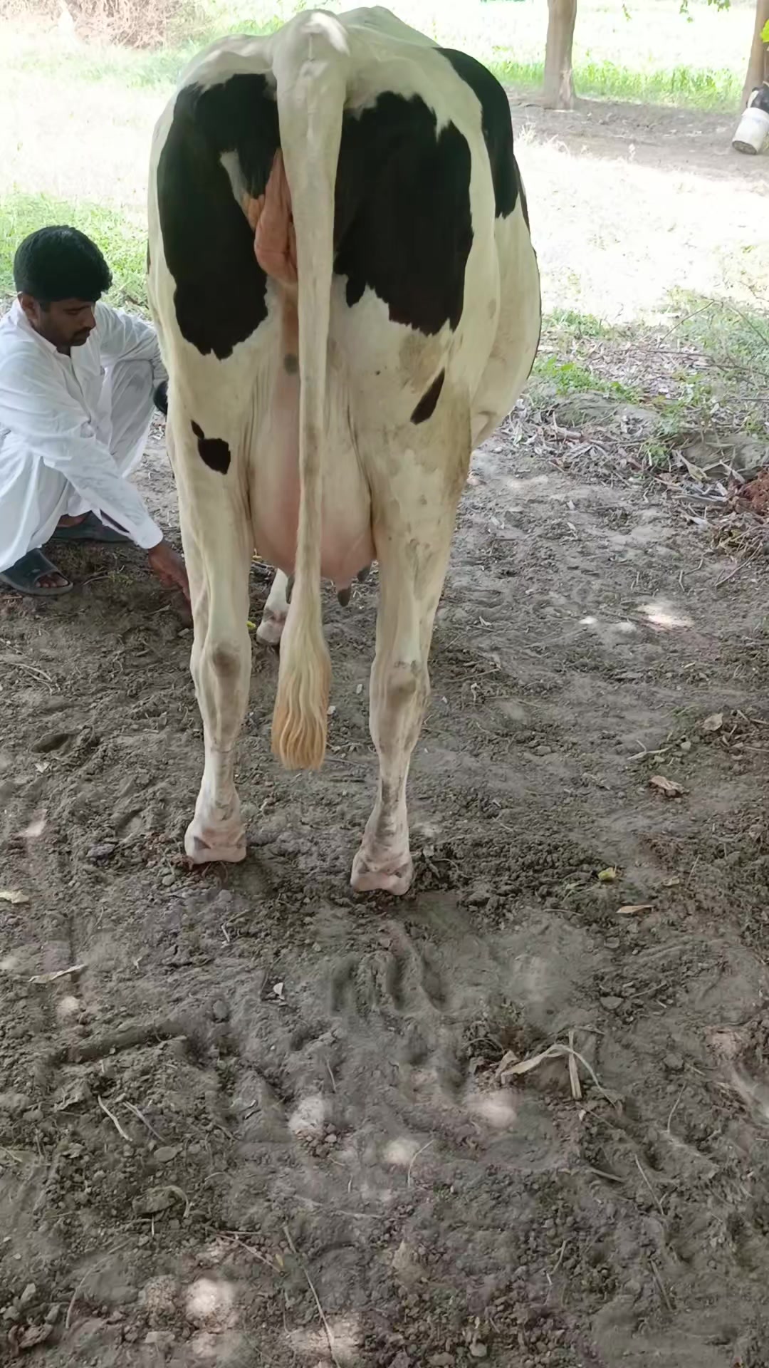 @Usmandairyfarmlayyah