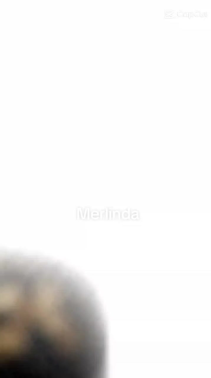 @merlindatabor