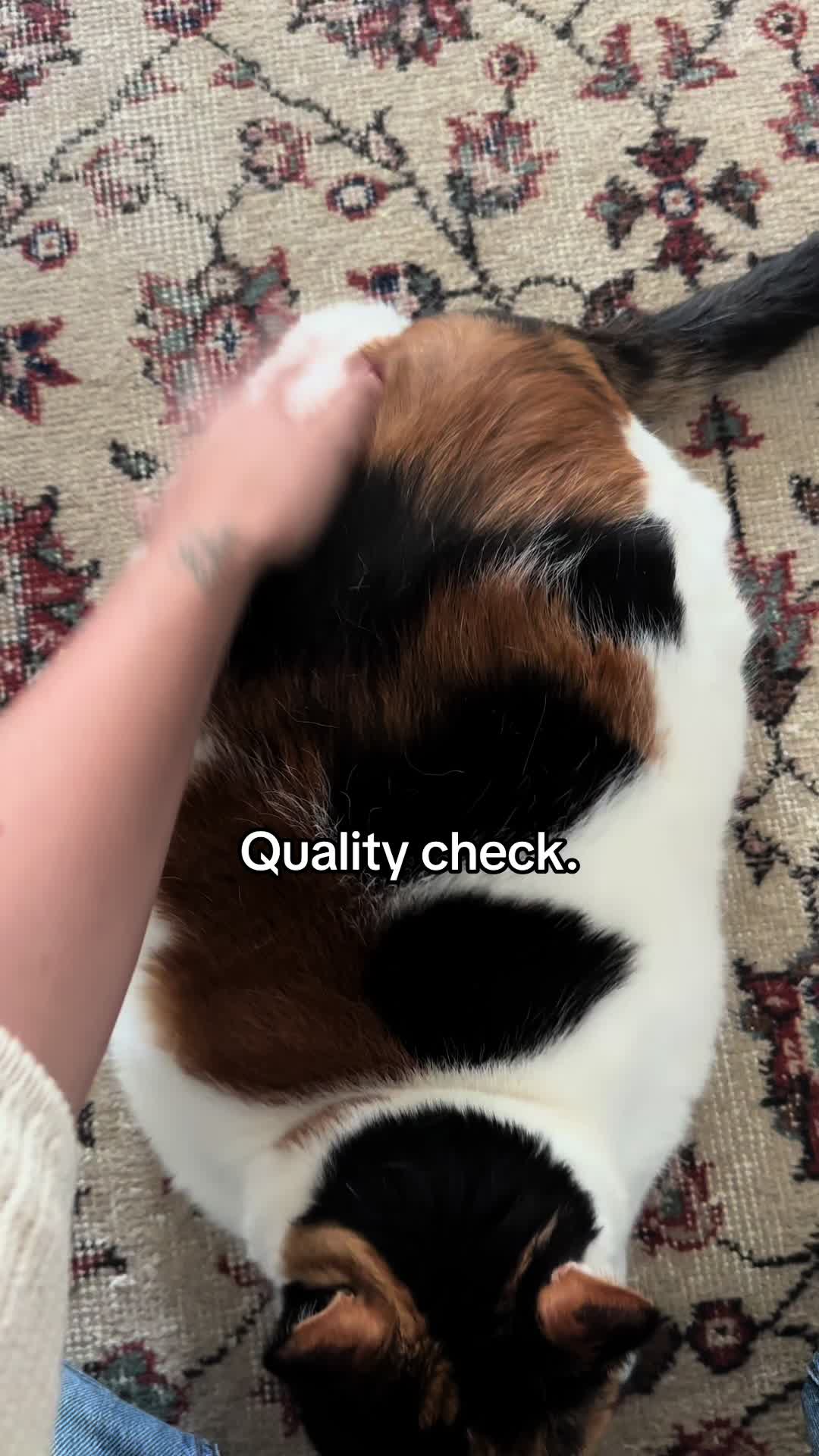@Çikikatör