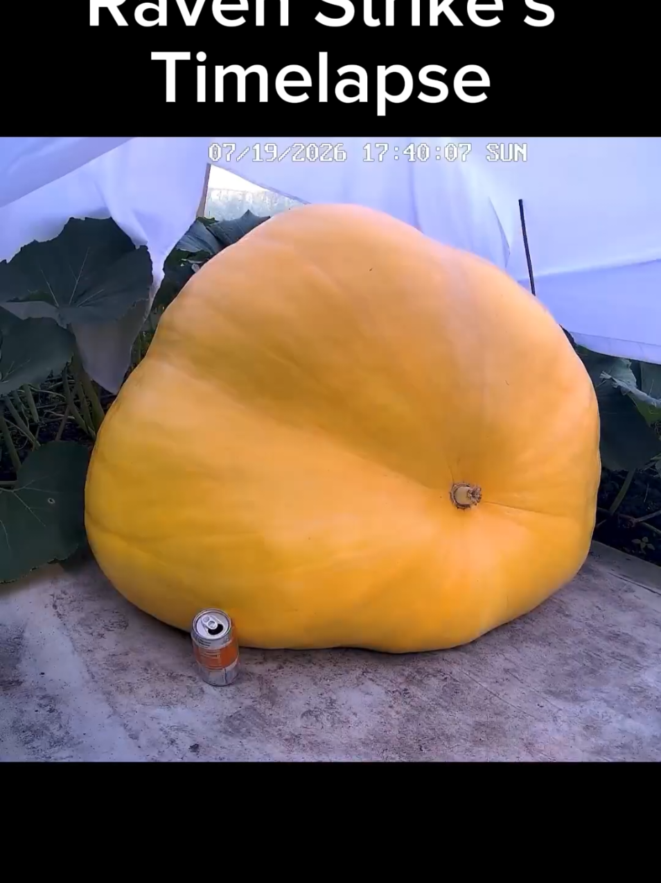@bigpumpki