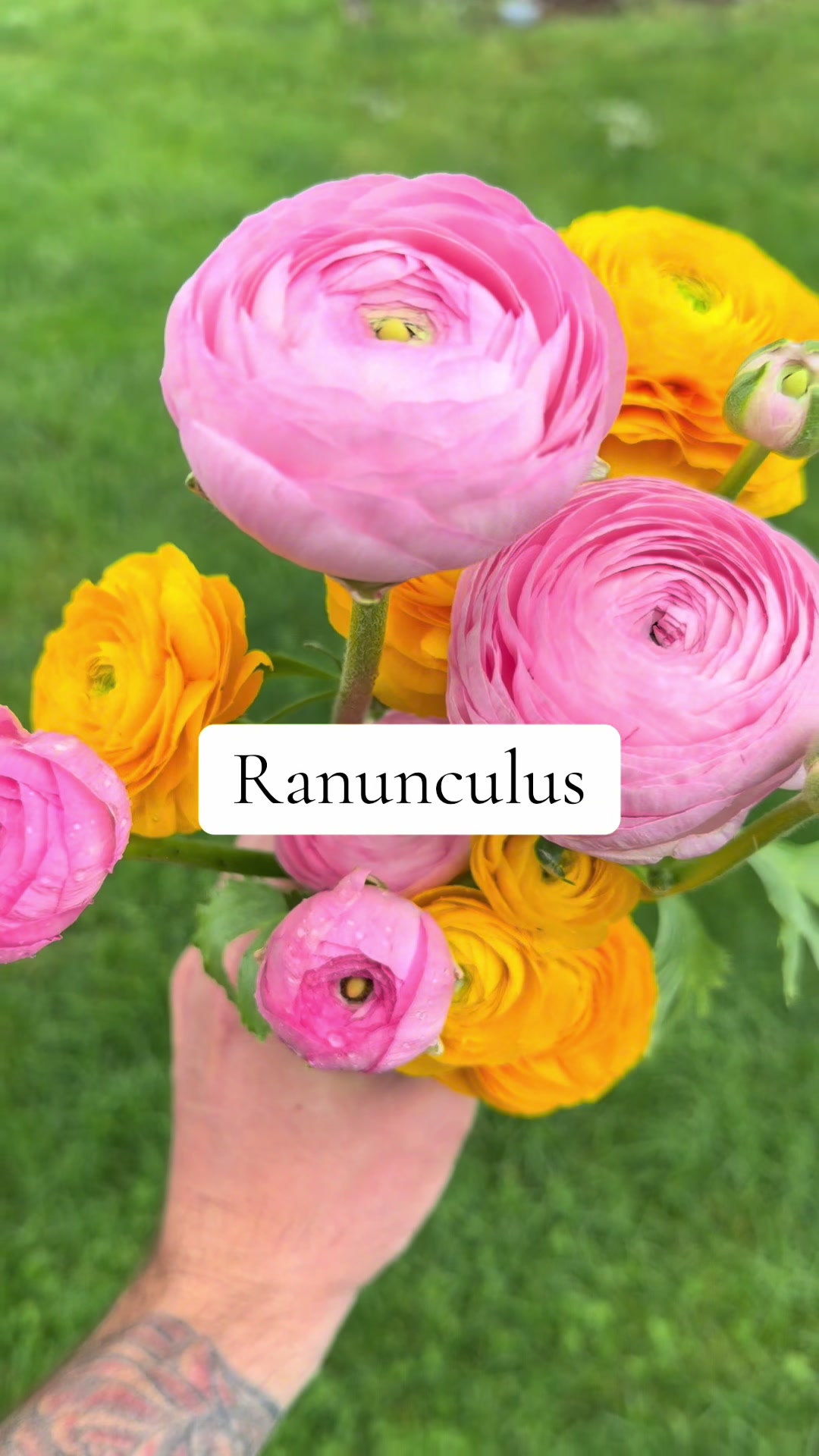 @Christopher | Flower Farmer
