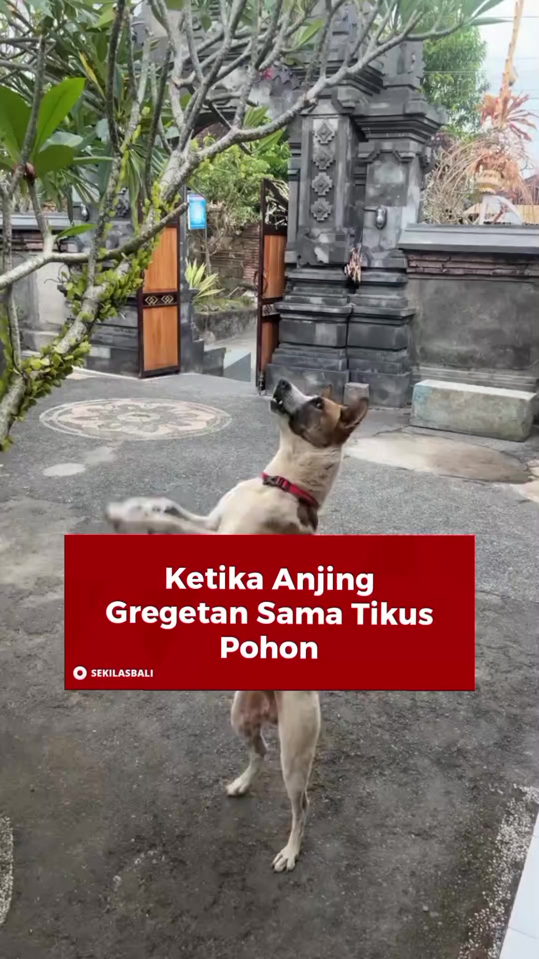 @Sekilas Bali