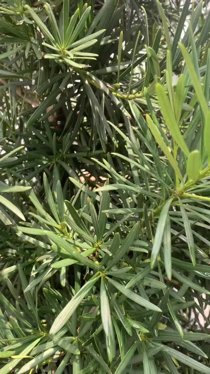 @MZ Landskap Nurseri Benut