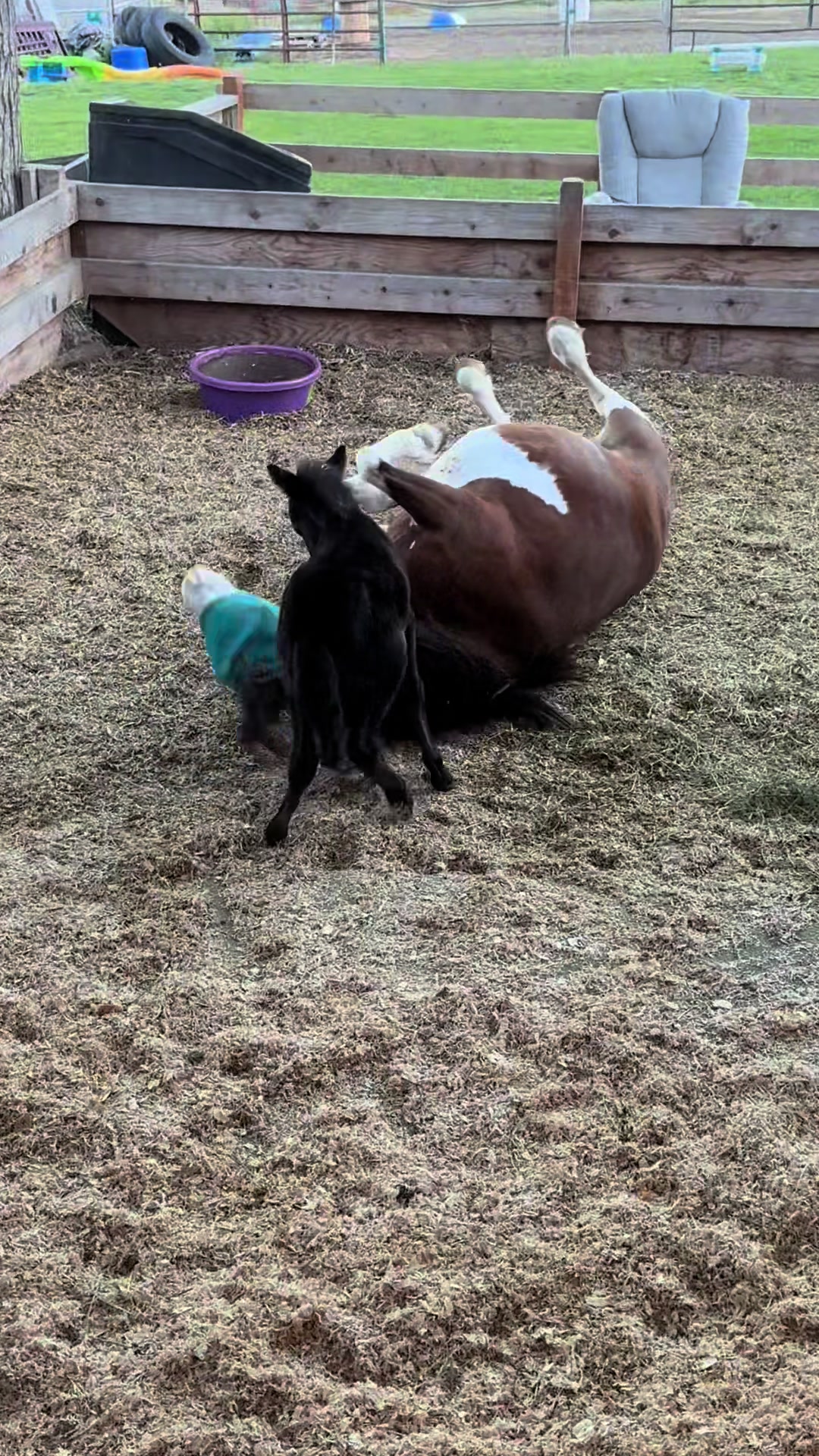 @Hot Sauce the Mini horse 🐎