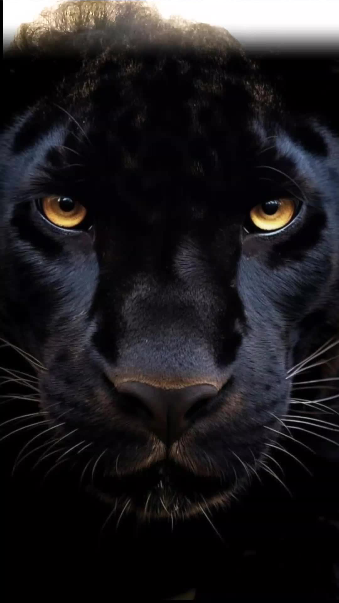 @tharneeshmani