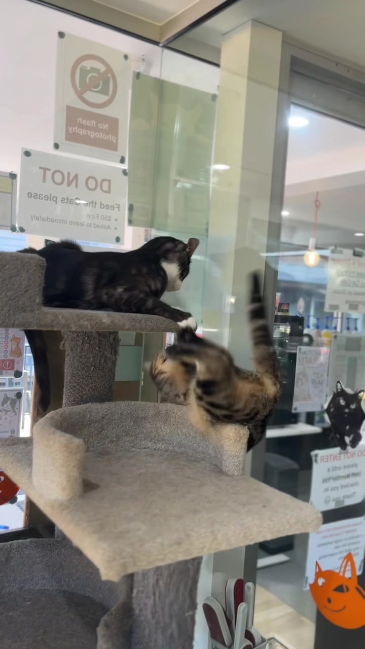 @crazycatcafe