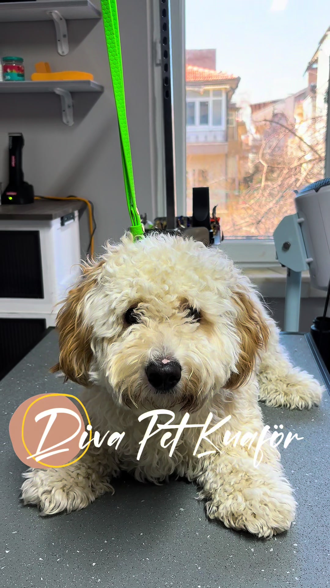 @Diva Pet Kuaf&ouml;r Ankara