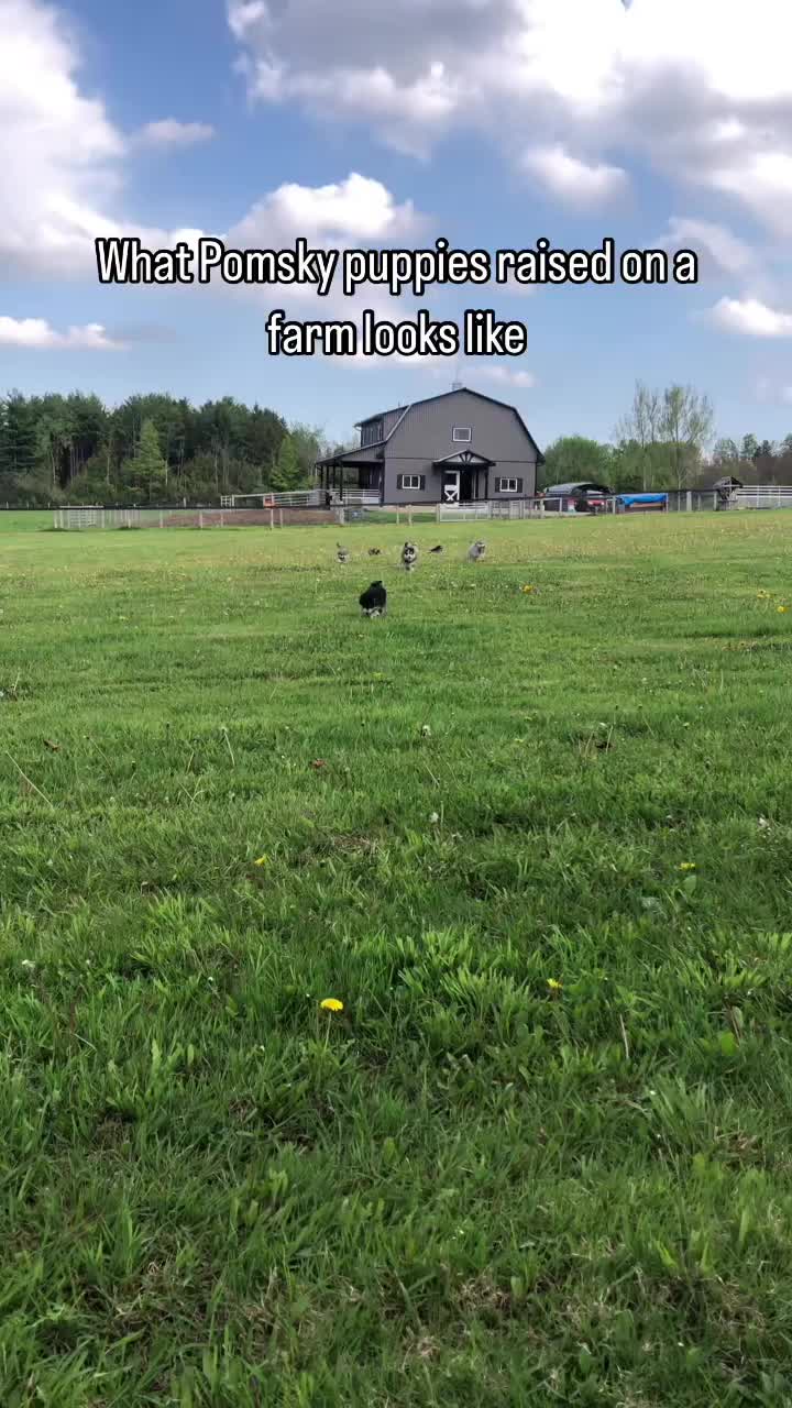 @Ontario Pomsky Puppies