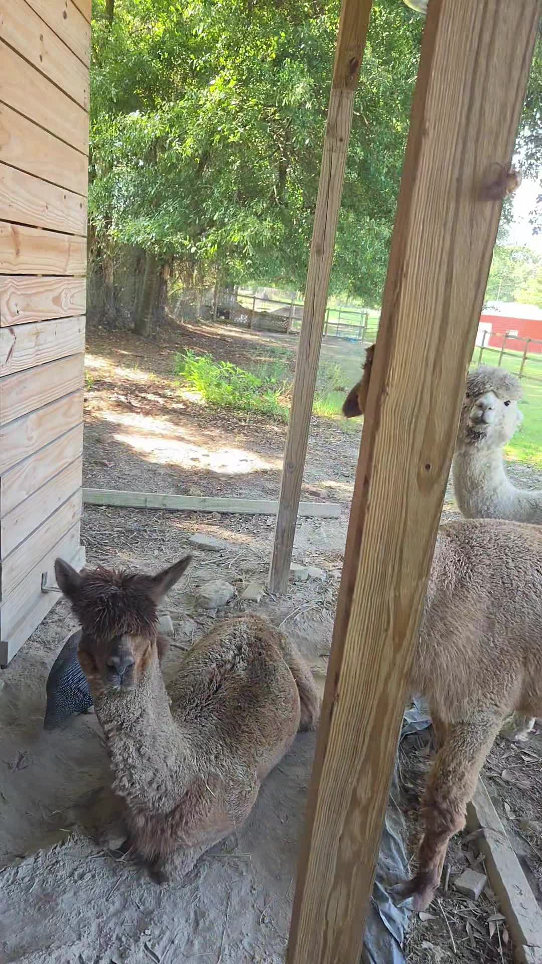 @alpacalypsenow