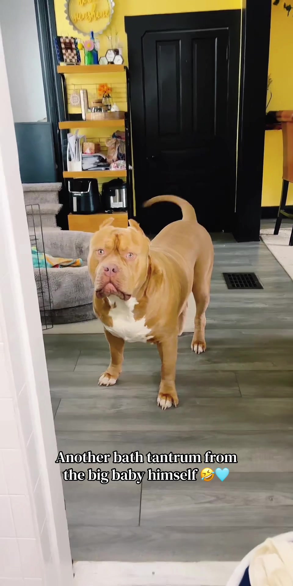 @deannas_tiny_dinys🦖🥞