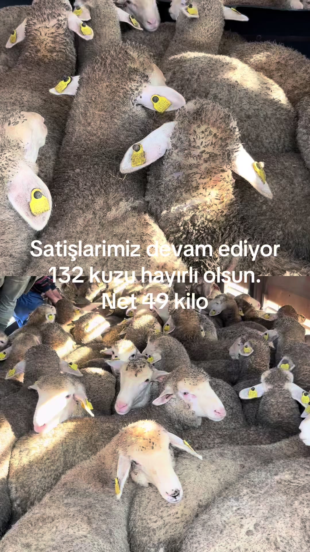 @KAPAKLIKAYA HAYVANCILIK