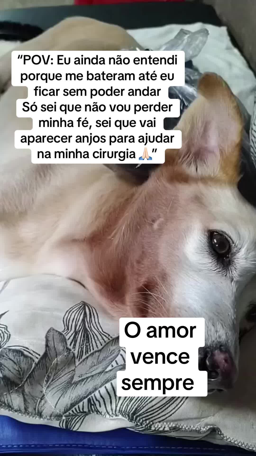 @Ajude a Lola
