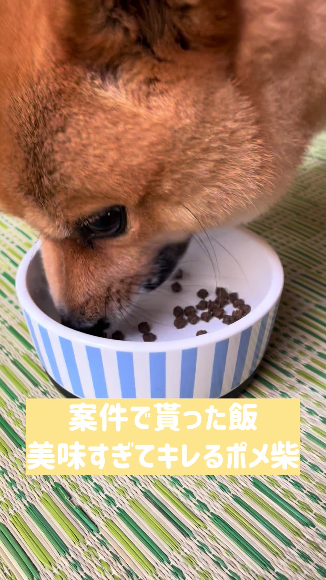 @ポメ柴もなか(もちゃ)୭