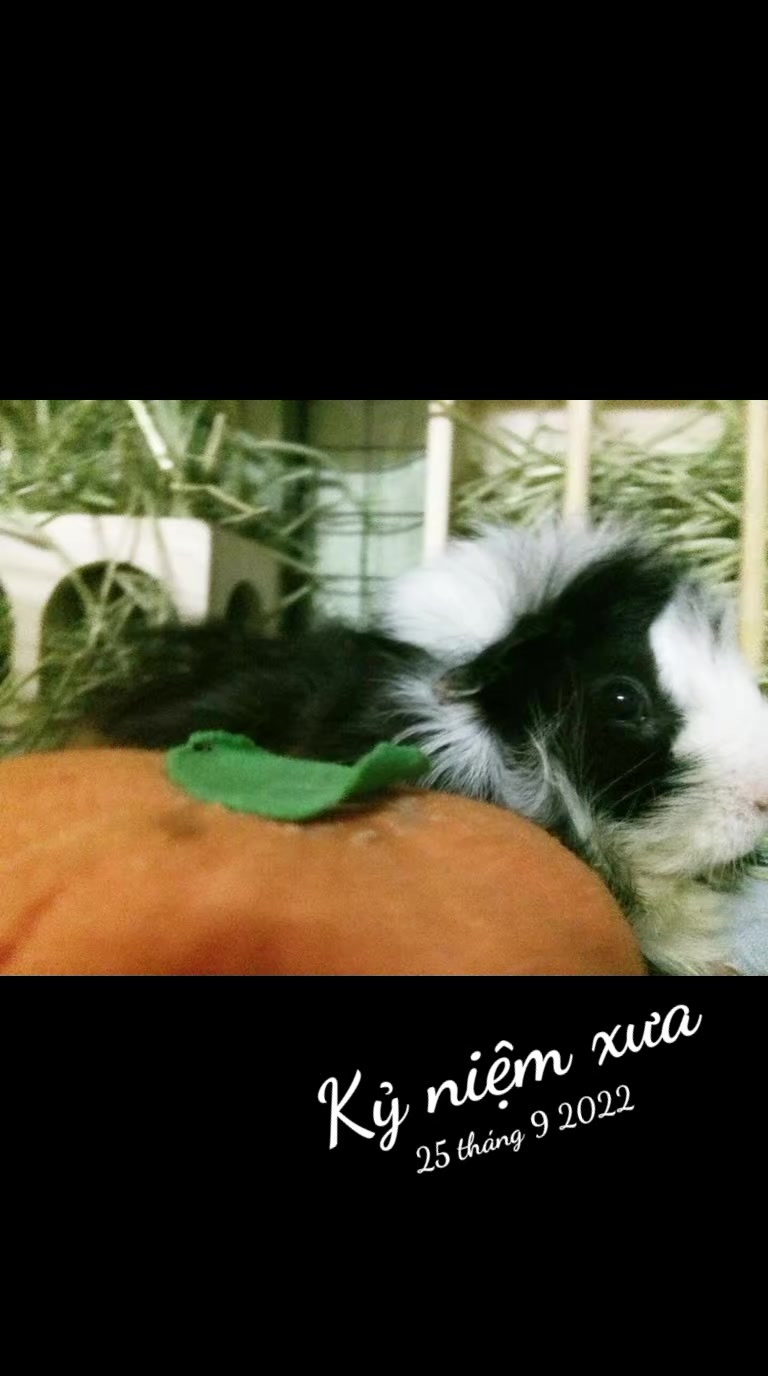@Nh&agrave; B&eacute; Lolo