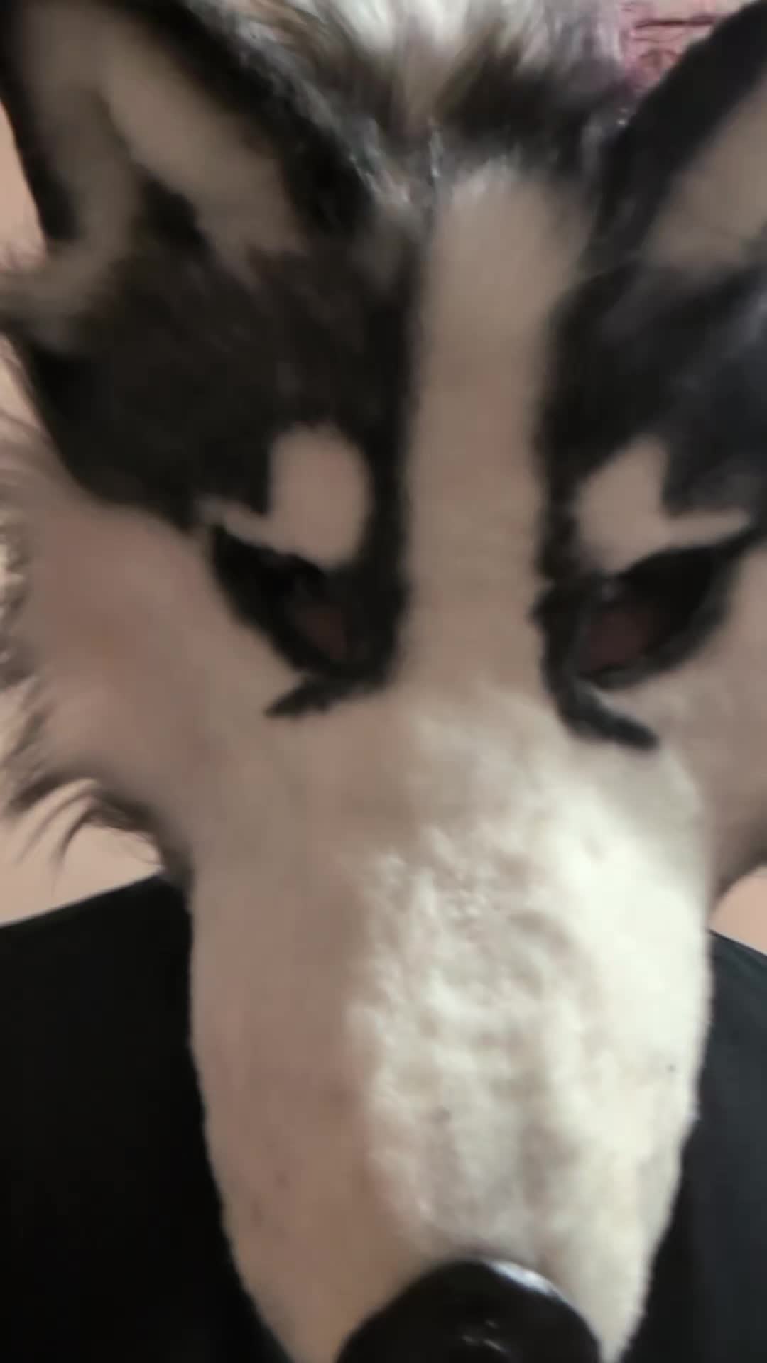 @𓃩[✦ HUSKY ✦ ]𓋹