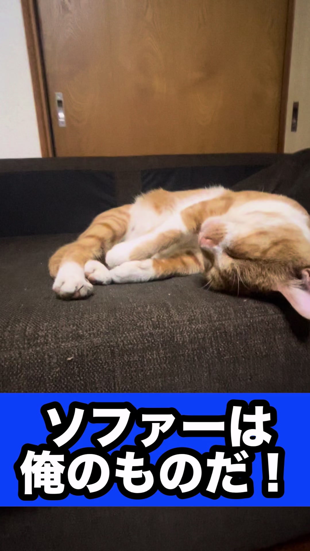 @藤原 政宗 動物好き❤️飛行機好き❤️
