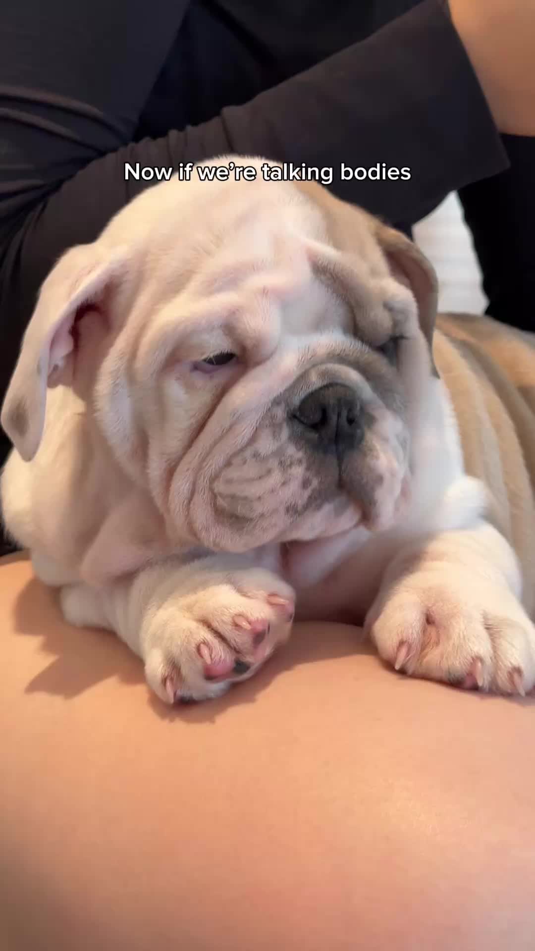@Puppy Sphere 🤍
