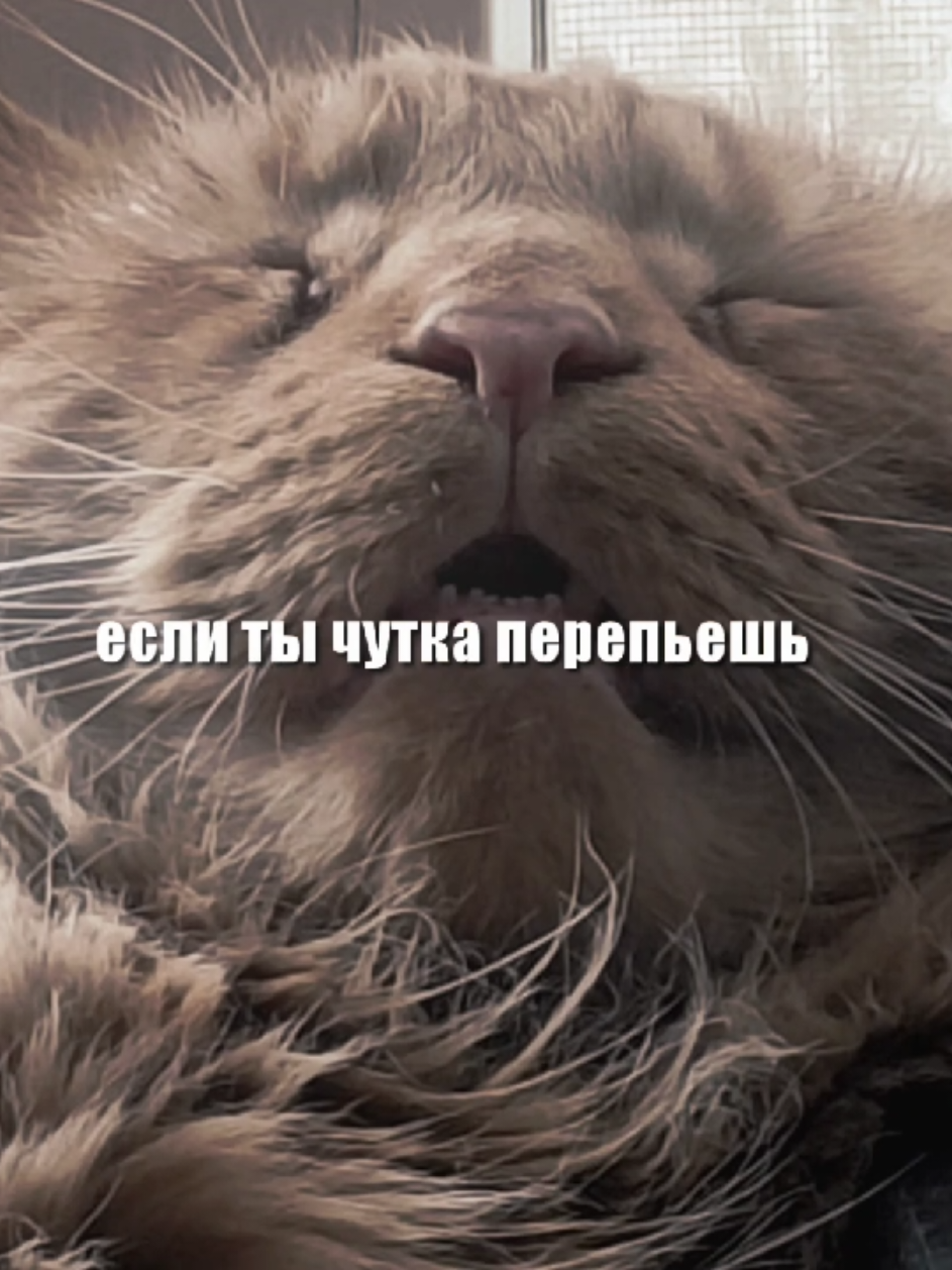 @белка