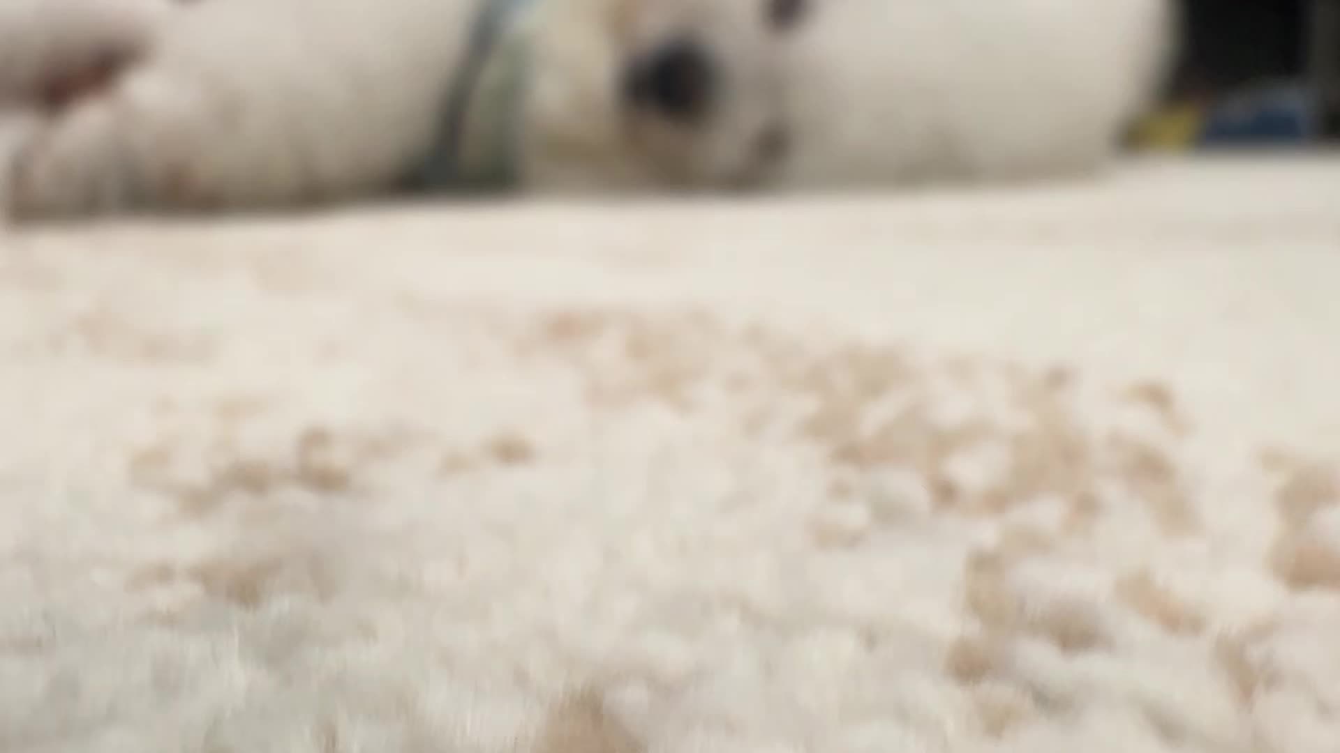 @Pet World Hub