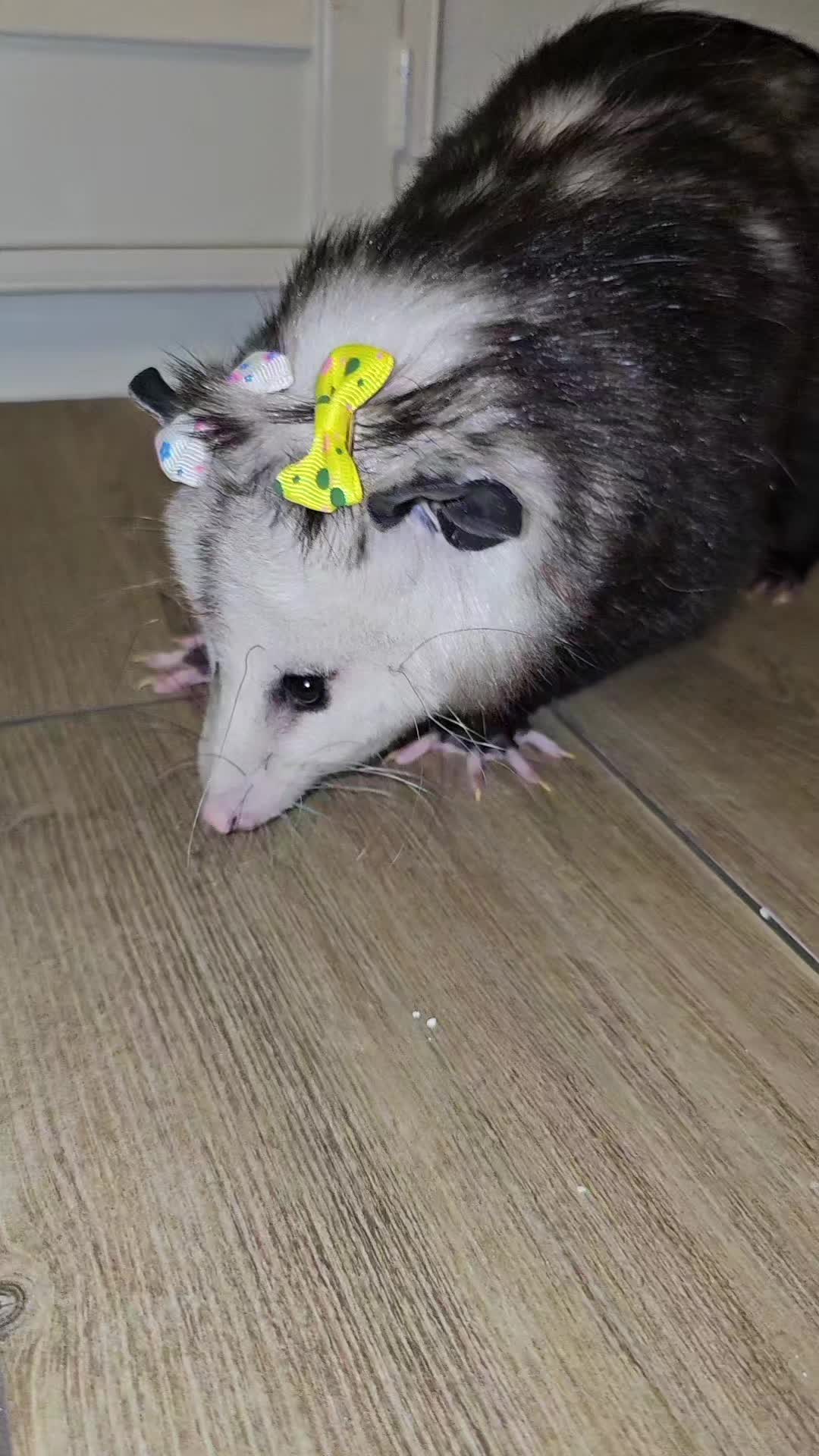 @OPOSSUMDAWGMOM