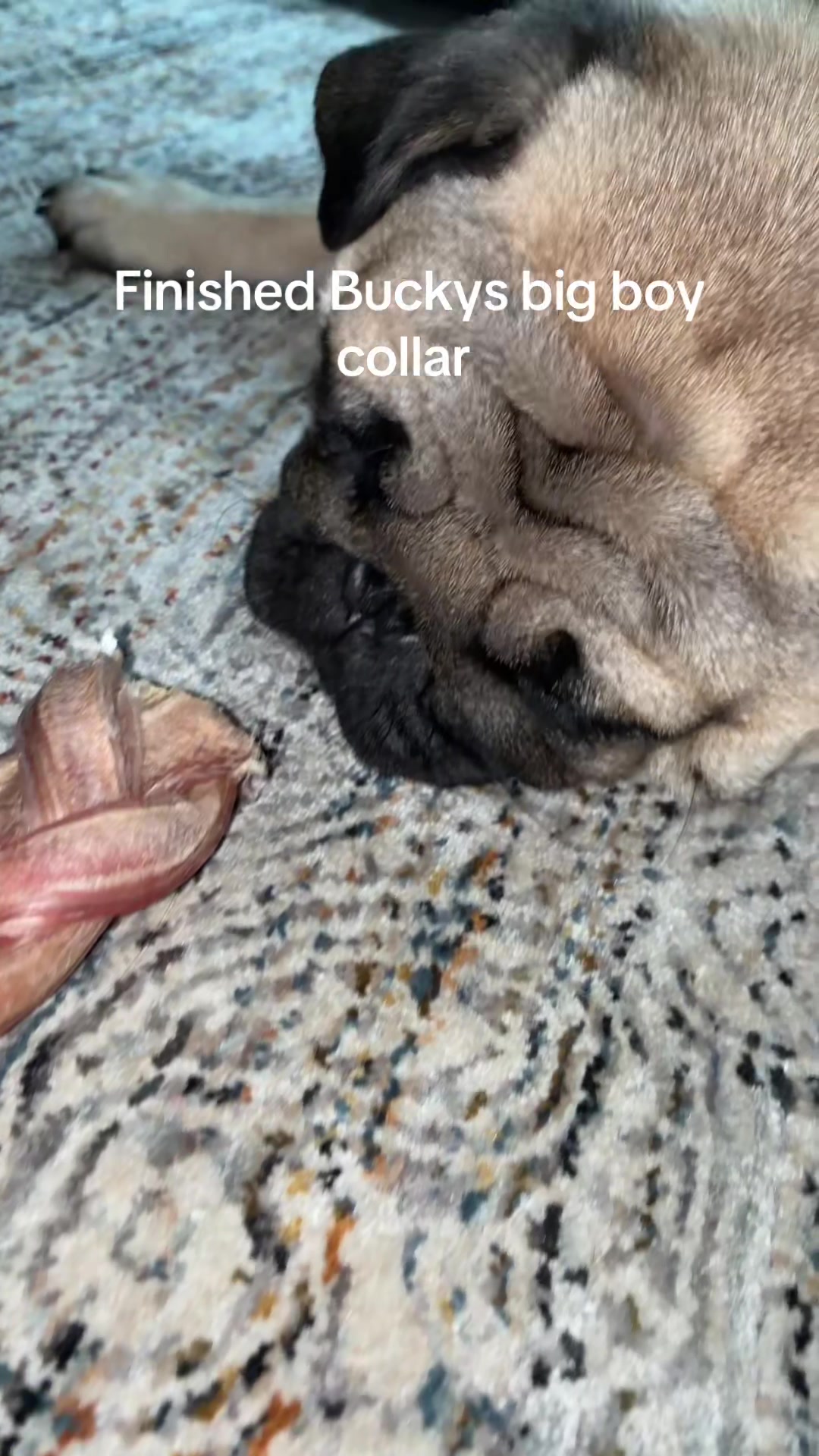 @thewinterpug