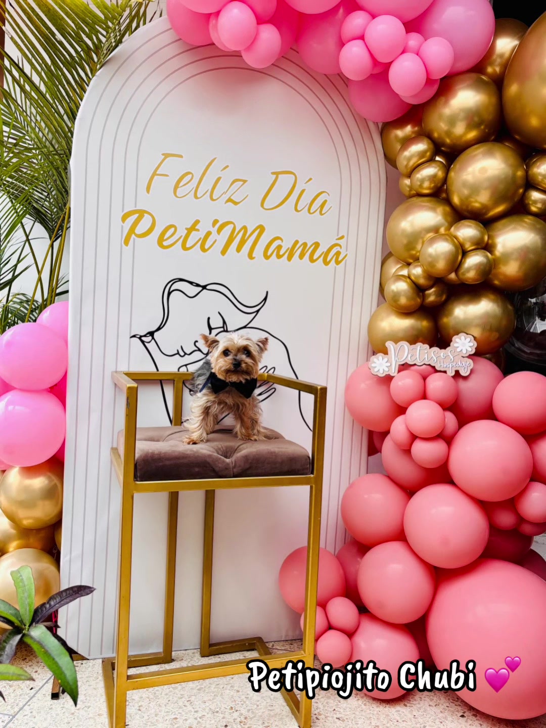 @🐾 Petisos 🐾