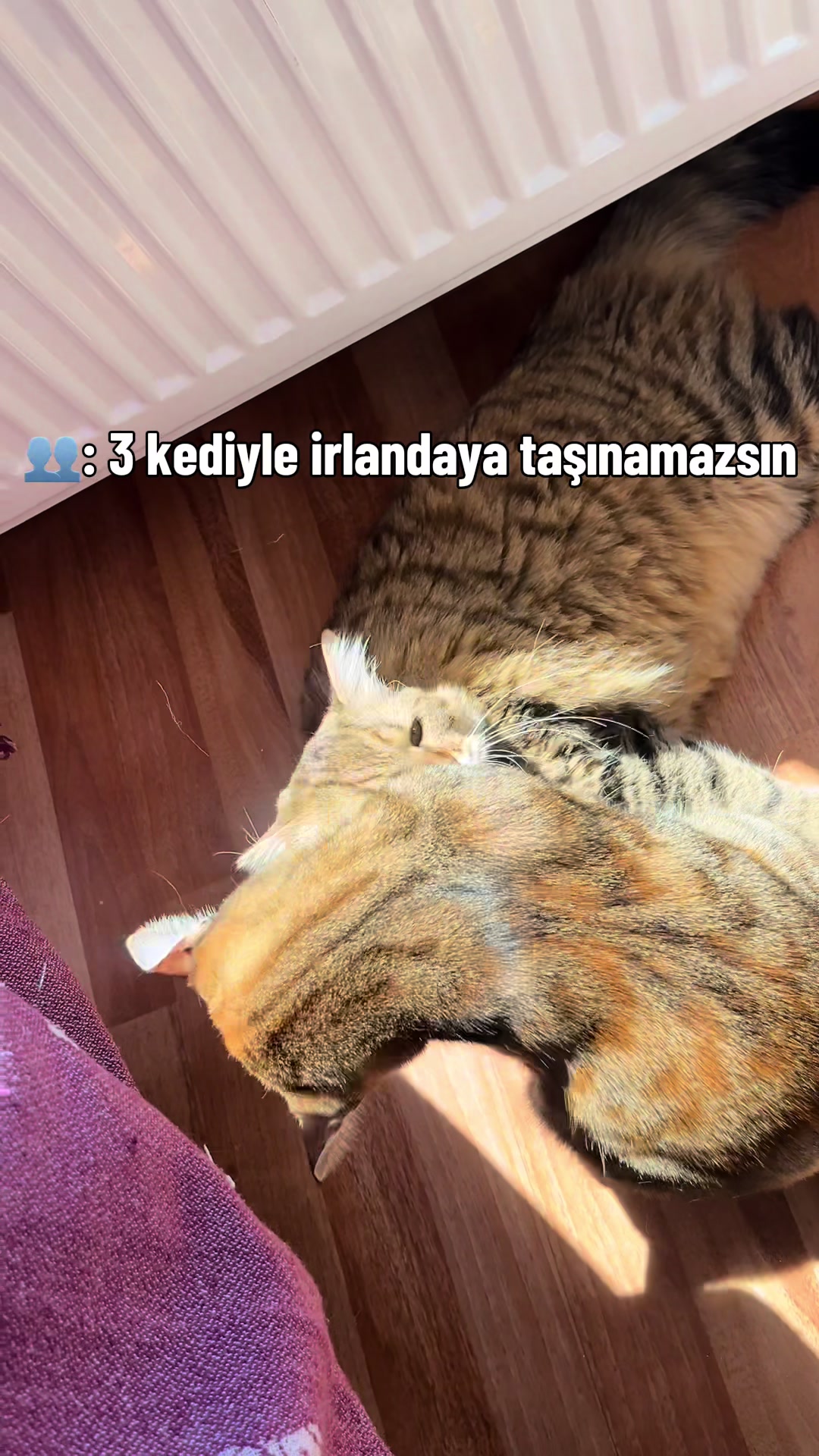 @paston batlıcan waldorf🌶️