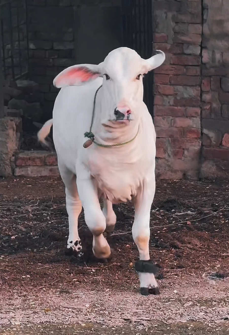 @شیخ ابوبکر ساجد
