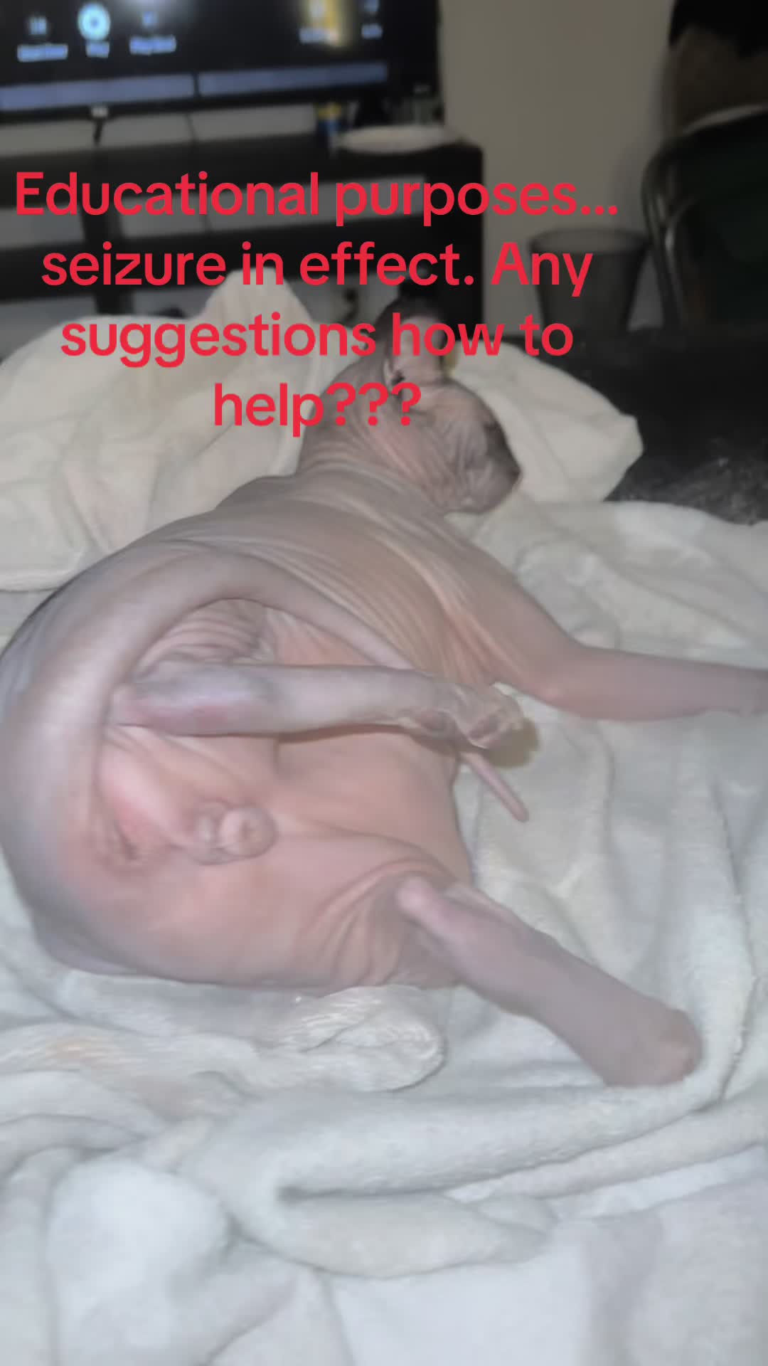 @MySphynxLife