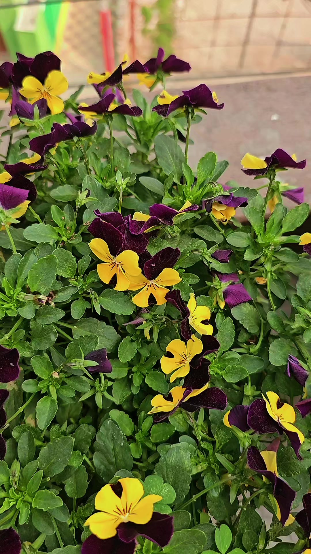 @Writer brand खराल (कपिलवस्तु )