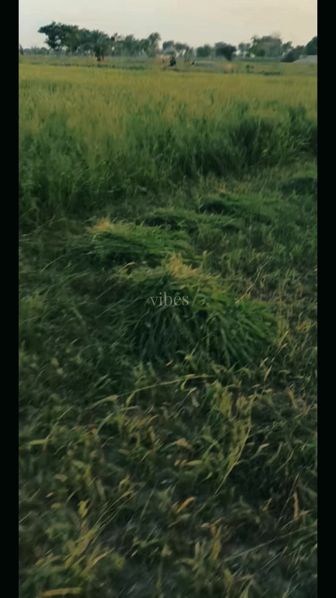 @▄︻F̷A̷S̷E̷E̷H̷ ̷S̷H̷E̷I̷K̷H̷═一
