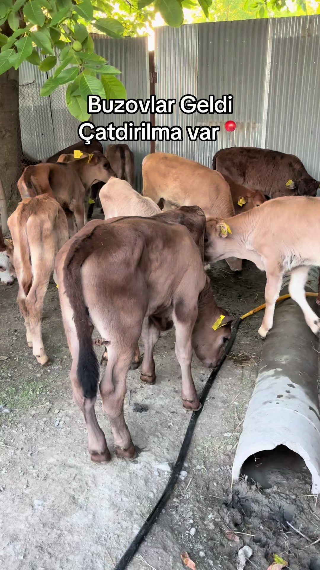@051.663.50-81