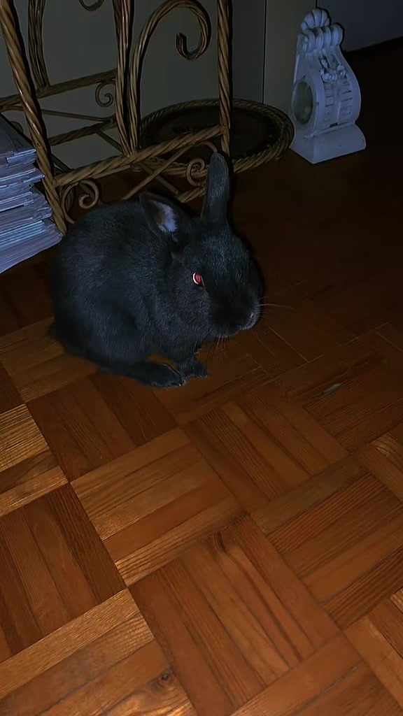 @💙🐰 Cutesy 🐰💙