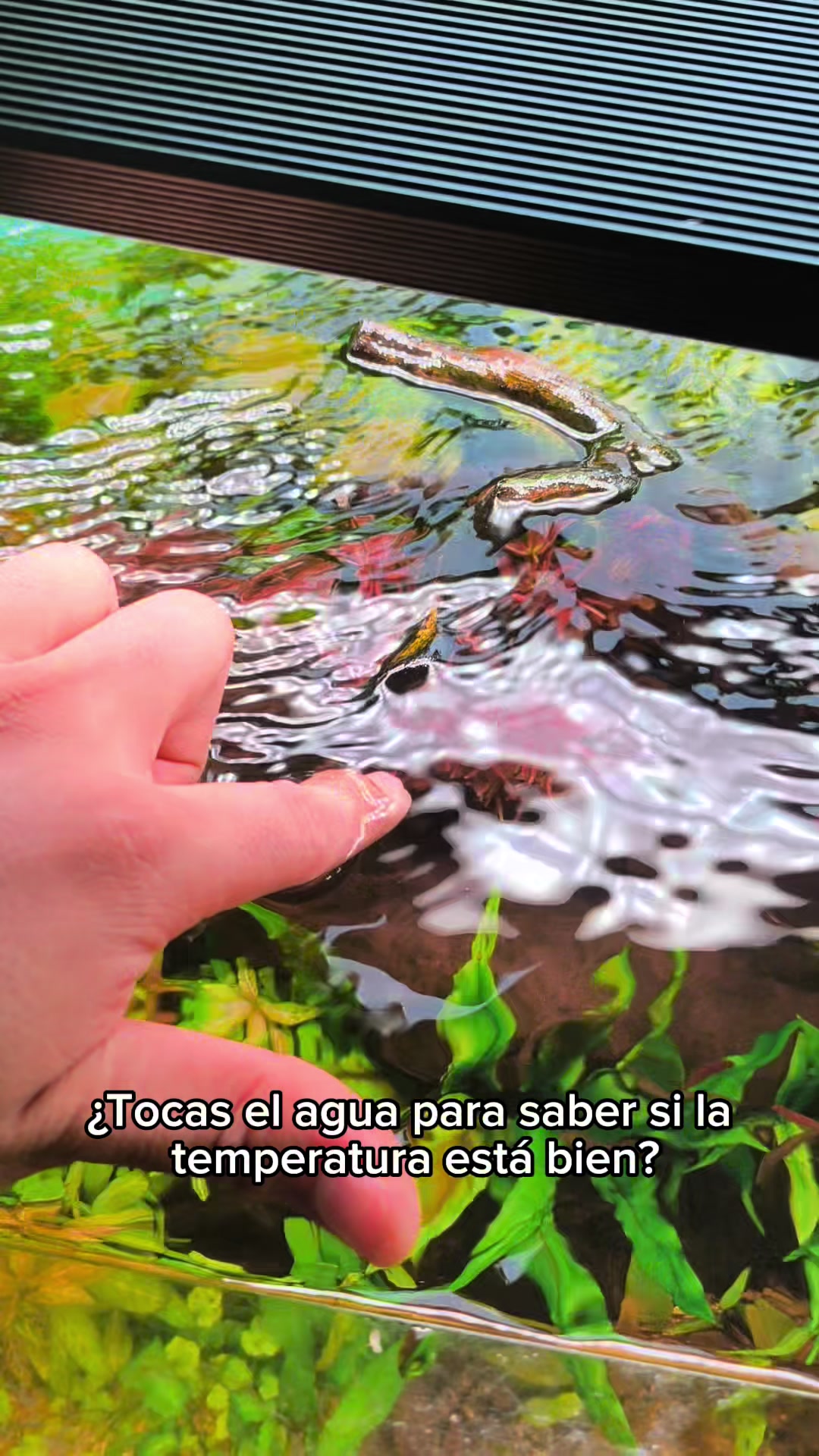 @Acuario Fish Lovers