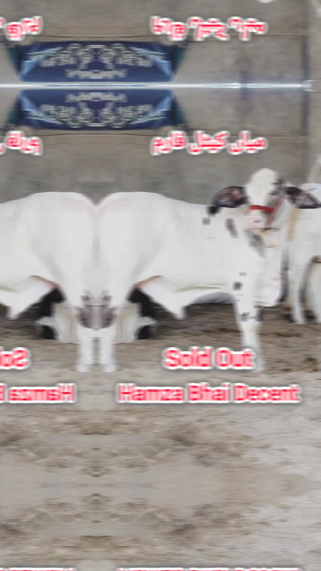 @shehzada