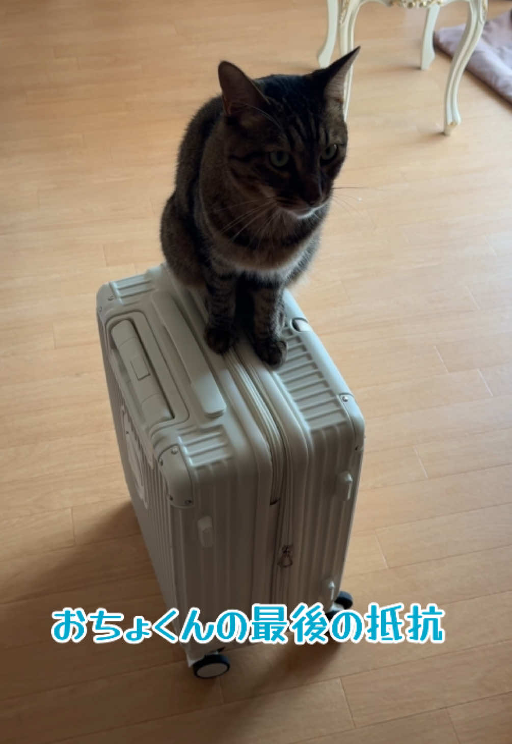 @さっことおちょ