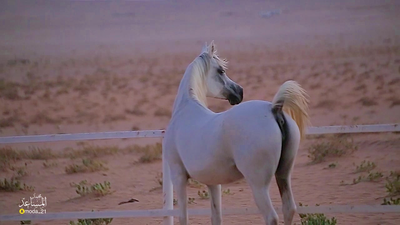 @محمد المساعد🐎📸
