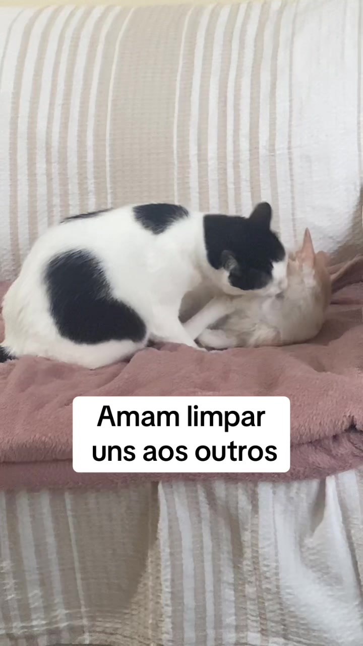 @Piticona