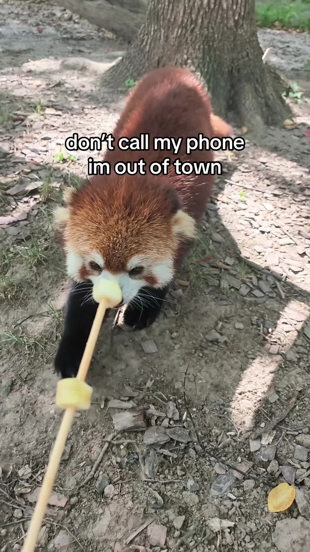 @vvn
