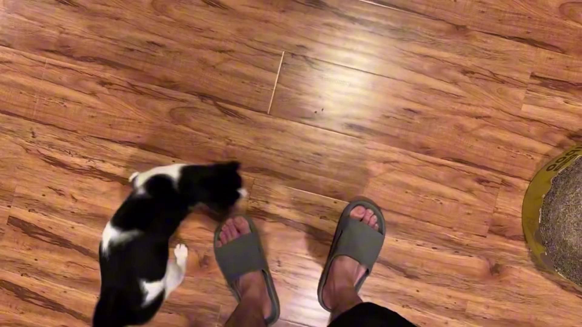 @dailycats03