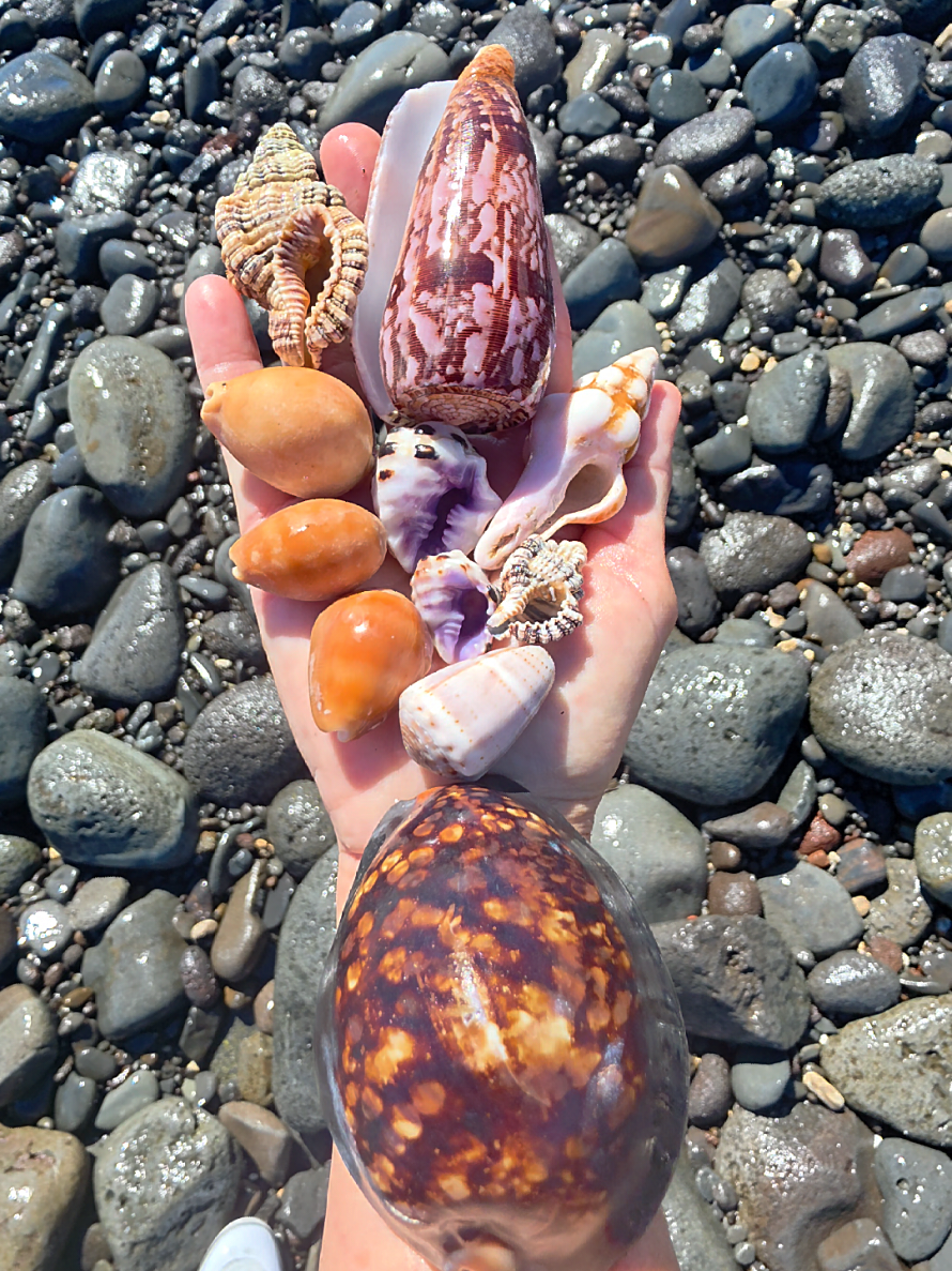 @Noe ๐ Shells