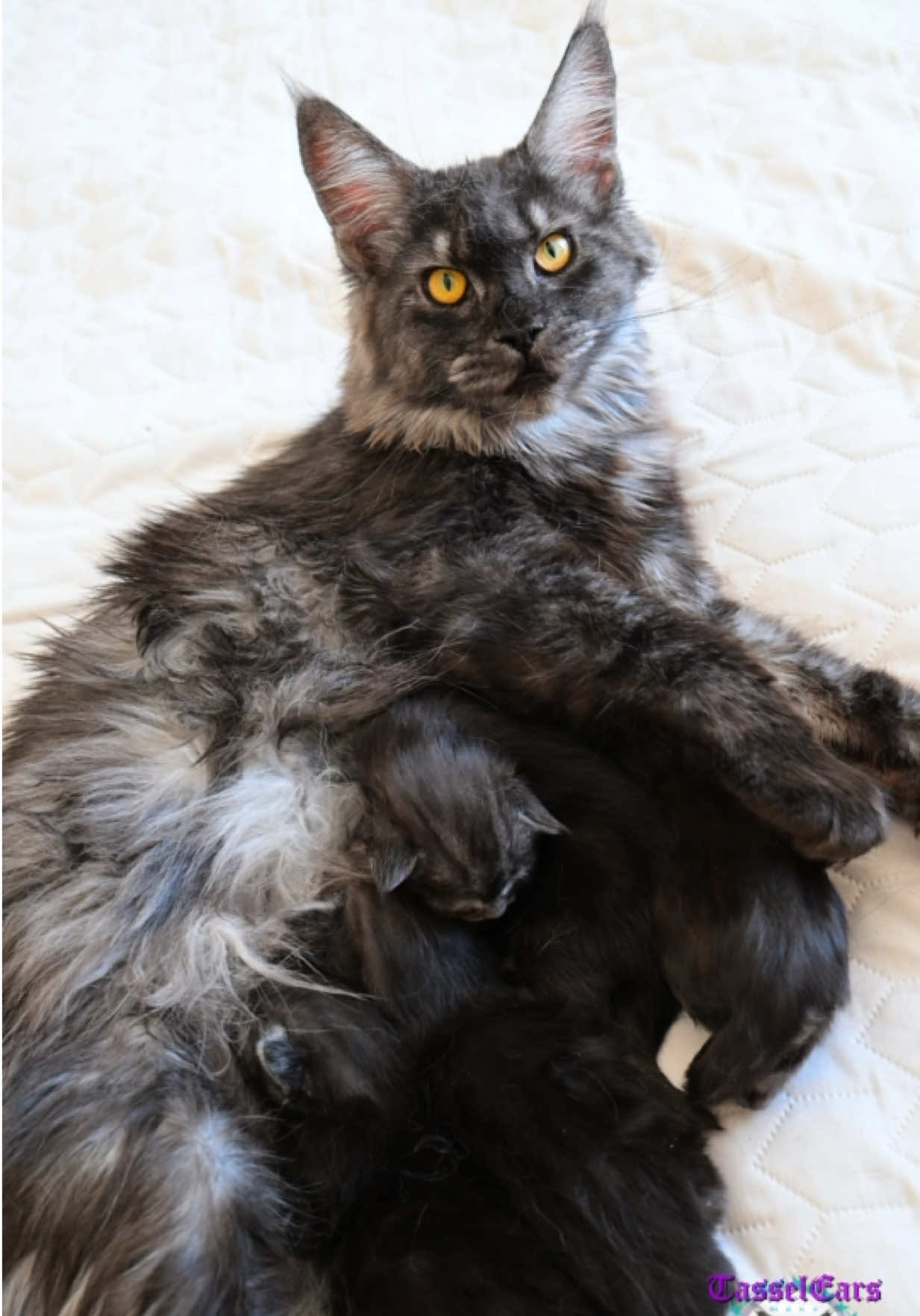 @Tassel Ears Maine Coon Cattery