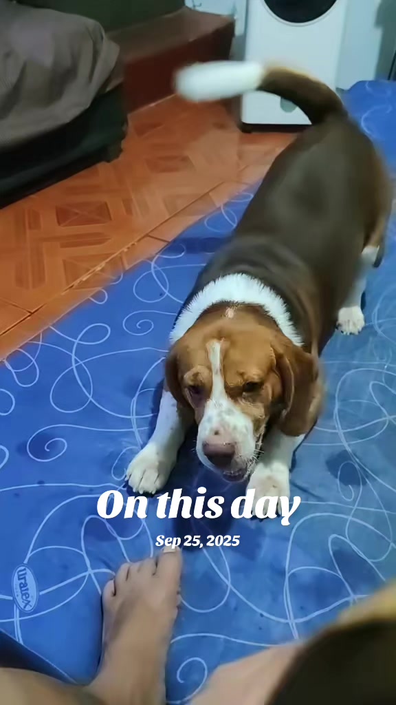 @Pawborito