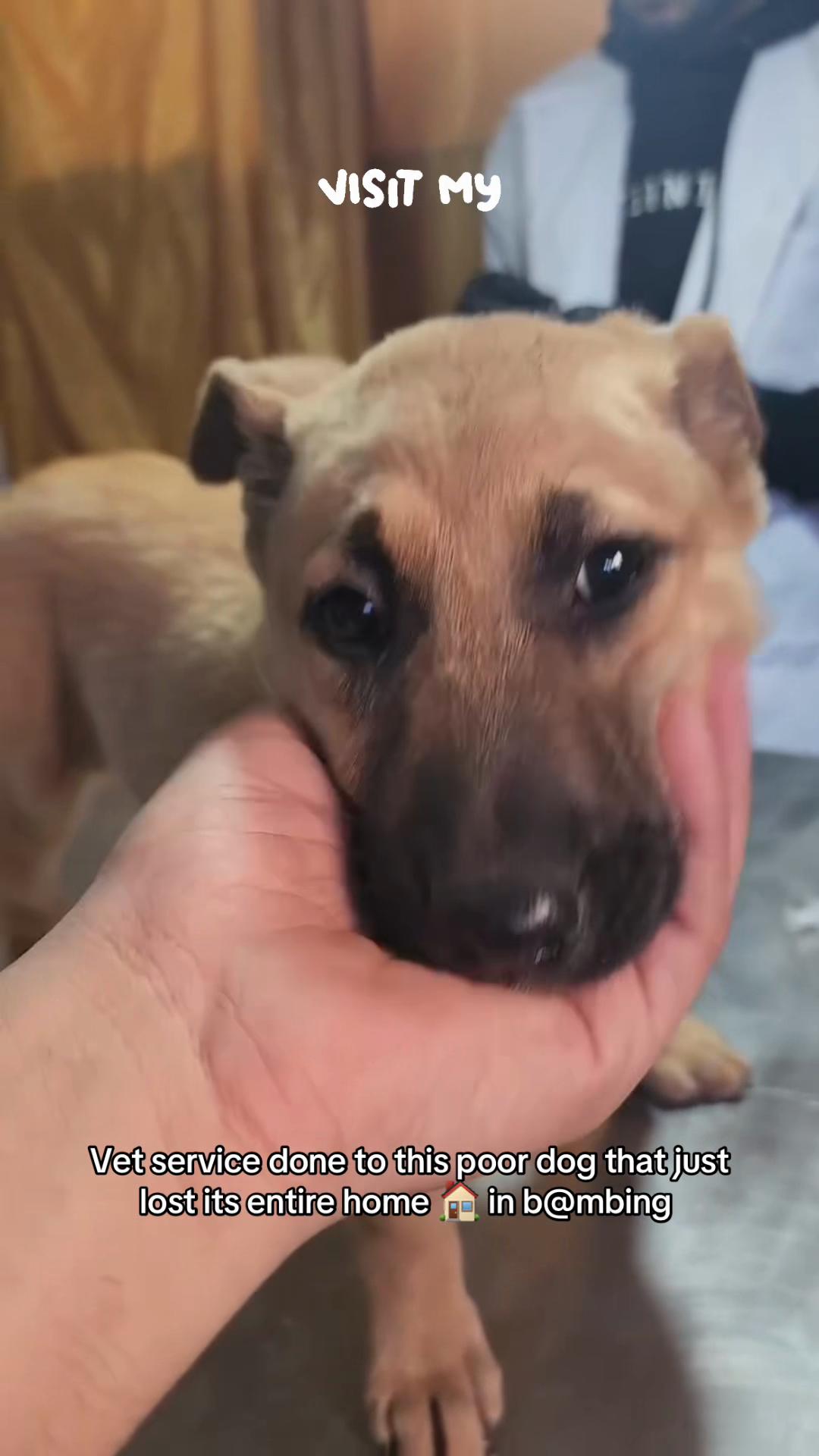 @Gaza Animal Rescue