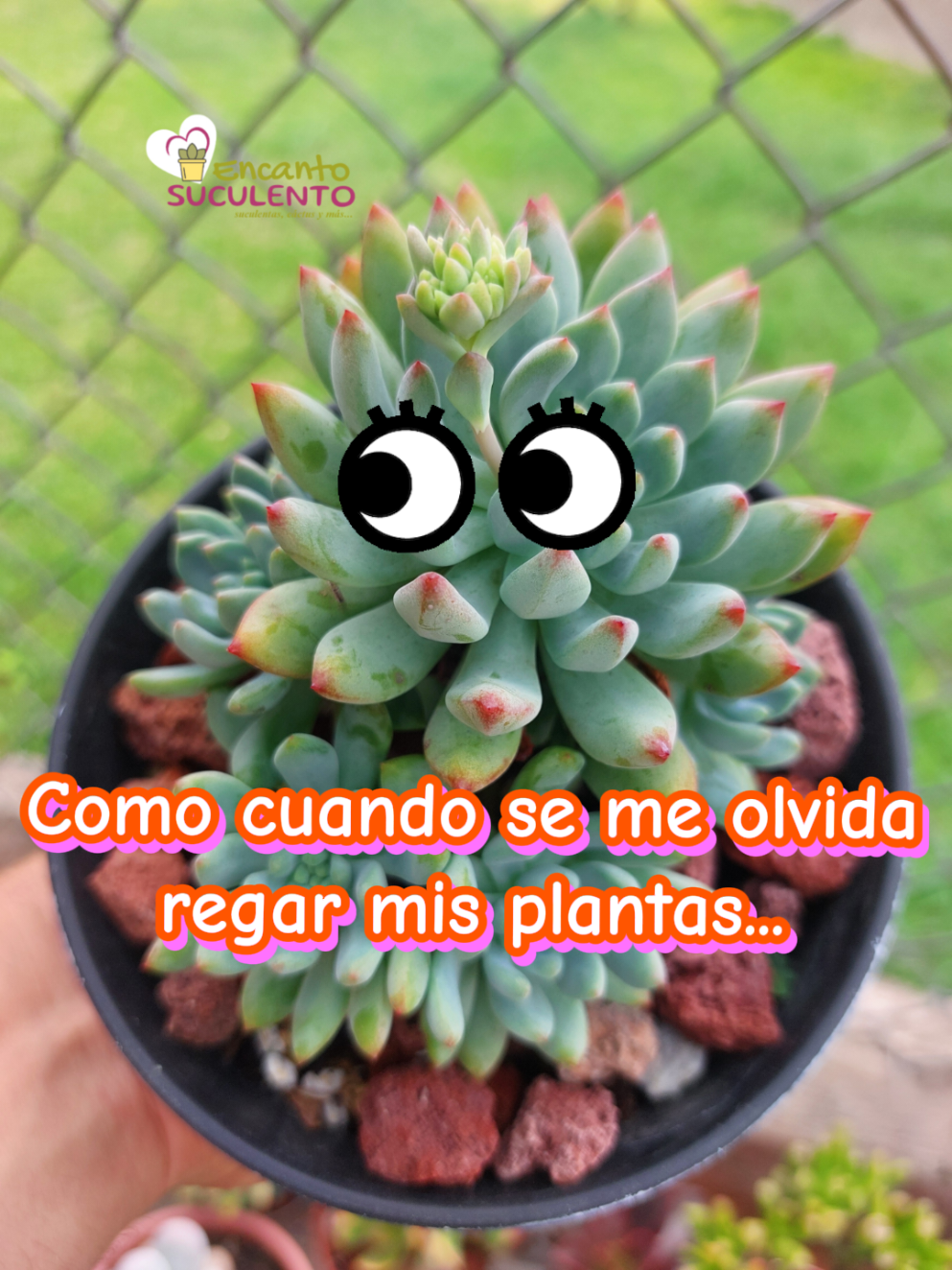 @Encanto Suculento
